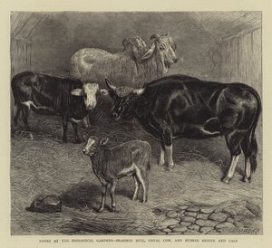 Notizen im Zoologischen Garten, Brahmanenbulle, Gayal-Kuh und Hybrid-Färse und Kalb (Stich) von English School