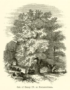 Eiche von Heinrich IV. in Fontainebleau (Gravur) von English School