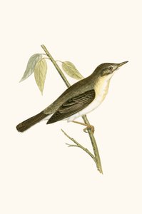 Olivfarbener Grasmücke, Illustration aus 