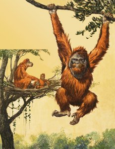 Orang-Utan