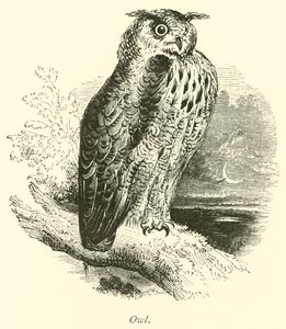 Eule
