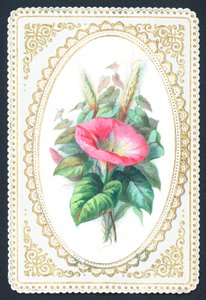 Rosa Petunienblume, Karte von English School