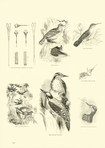 Seite aus dem Pictorial Museum of Animated Nature