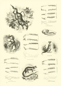 Seite aus dem Pictorial Museum of Animated Nature