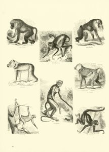 Seite aus dem Pictorial Museum of Animated Nature von English School