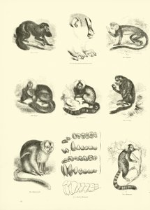 Seite aus dem Pictorial Museum of Animated Nature