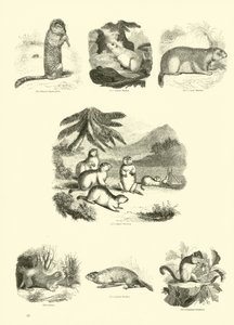 Seite aus dem Pictorial Museum of Animated Nature