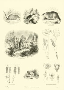 Seite aus dem Pictorial Museum of Animated Nature