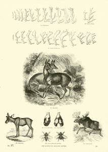 Seite aus dem Bildmuseum der belebten Natur