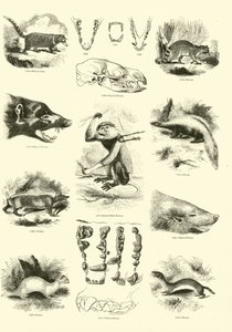 Seite aus dem Bildmuseum der belebten Natur von English School