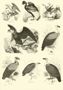 Seite aus dem Bildmuseum der belebten Natur
