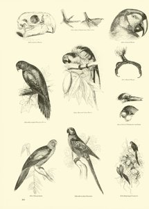 Seite aus dem Bildmuseum der belebten Natur von English School