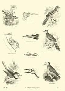 Seite aus dem Bildmuseum der belebten Natur