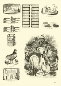Seite aus dem Bildmuseum der belebten Natur