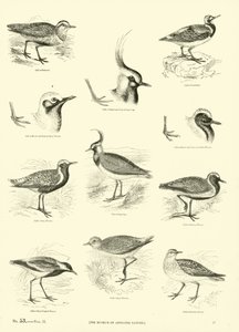 Seite aus dem Bildmuseum der belebten Natur von English School