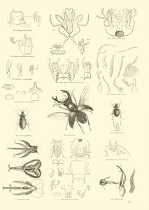 Seite aus dem Bildmuseum der belebten Natur von English School