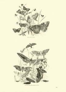 Seite aus dem Bildmuseum der belebten Natur