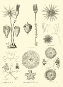 Seite aus dem Bildmuseum der belebten Natur von English School