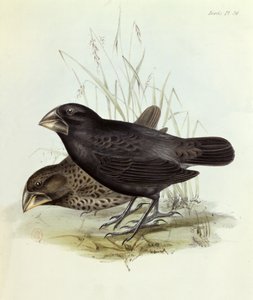 Paar von Geospiza Magnirostris, aus Die Zoologie der Reise der H.M.S. Beagle 1832-36, von Charles Darwin, 1840, London von English School