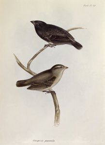 Paar von Geospiza Parvula, Illustration aus Die Zoologie der Reise der H.M.S. Beagle, 1832-36, von Charles Darwin, 1840