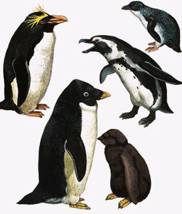 Pinguine von English School