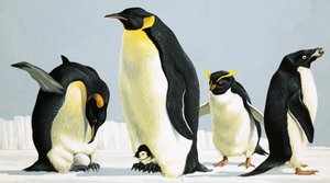 Pinguine