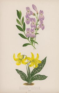 Pentstemon Crassifolium; Erythronium Americanum von English School