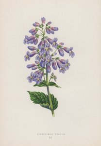 Pentstemon Ovatum von English School