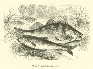 Barsch und Gründling von English School