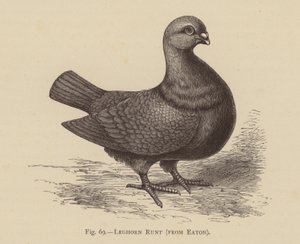 Tauben: Leghorn Runt, aus Eaton (Stich)