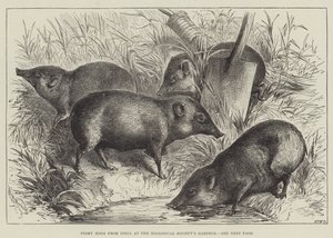 Zwergschweine aus Indien im Garten der Zoologischen Gesellschaft von English School