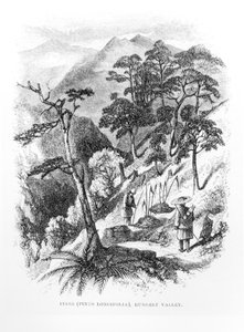 Kiefern im Rungeltal des Himalaya, aus Himalayan Journals, 1854 von English School