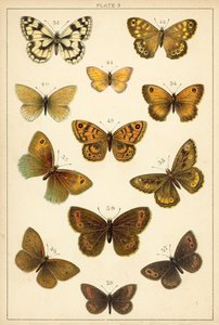 Tafel aus Unseres Landes Schmetterlinge und Motten von English School