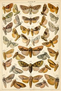 Tafel aus Unseres Landes Schmetterlinge und Motten von English School