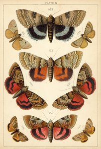 Tafel aus Unseres Landes Schmetterlinge und Motten von English School