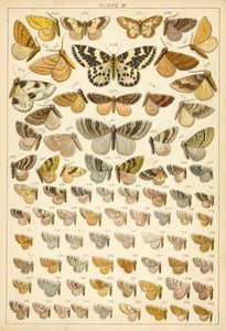 Tafel aus Unseres Landes Schmetterlinge und Motten von English School