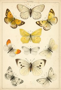 Tafel aus Unseres Landes Schmetterlinge und Motten (Chromolithografie) von English School