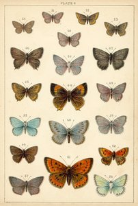 Tafel aus Unseres Landes Schmetterlinge und Motten (Chromolithografie) von English School