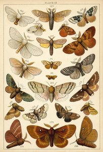 Tafel aus Unseres Landes Schmetterlinge und Motten (Chromolithografie) von English School