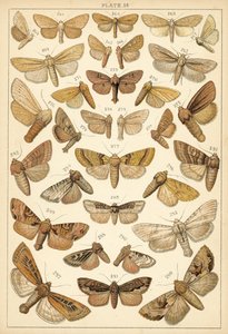Tafel aus Unseres Landes Schmetterlinge und Motten (Chromolithografie) von English School