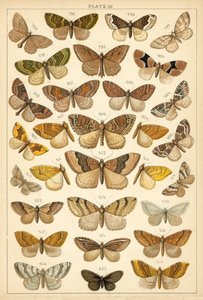 Tafel aus Unseres Landes Schmetterlinge und Motten (Chromolithografie) von English School