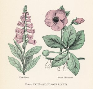 Giftige Pflanzen (Farblithografie) von English School