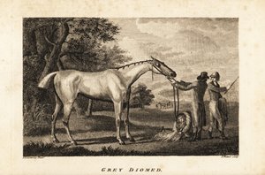 Porträt des Rennpferdes Grey Diomed mit Jockey und Stallburschen von English School