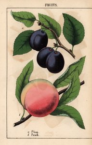 Purpur-schwarze Pflaumen und rosa Pfirsich, aus 