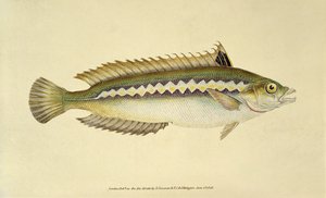 Regenbogenlippfisch, Pl.96 aus "Die Naturgeschichte der britischen Fische", veröffentlicht von E. Donovan und F.C. & J. Rivington