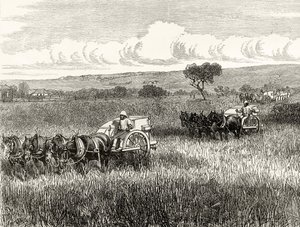 Ernte in Süd-Adelaide, ca. 1880, aus 