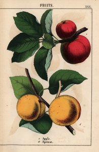 Rote Äpfel und Aprikosen, aus "The Instructive Picturebook, or Lessons from the Vegetable World," [Charlotte Mary Yonge], Edinburgh