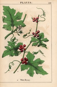Rote Zaunrübe mit roten Beeren. Bryonia dioica, aus "The Instructive Picturebook, or Lessons from the Vegetable World," [Charlotte Mary Yonge], Edinburgh von English School