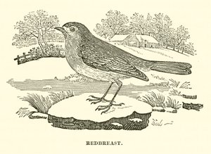 Rotkehlchen (Gravur) von English School