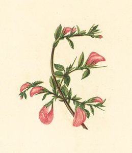 Acker-Hauhechel, Ononis Arvensis von English School